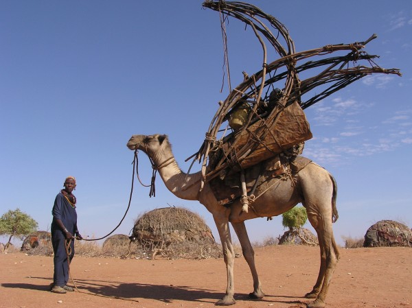 Pastoralism In Africa. of nomadic pastoralists in