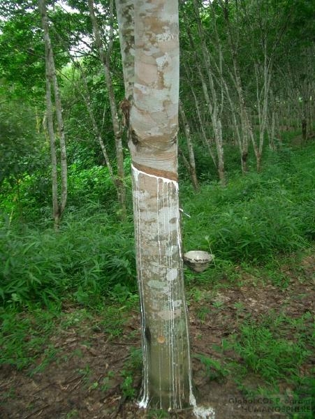 The Laos Field Station