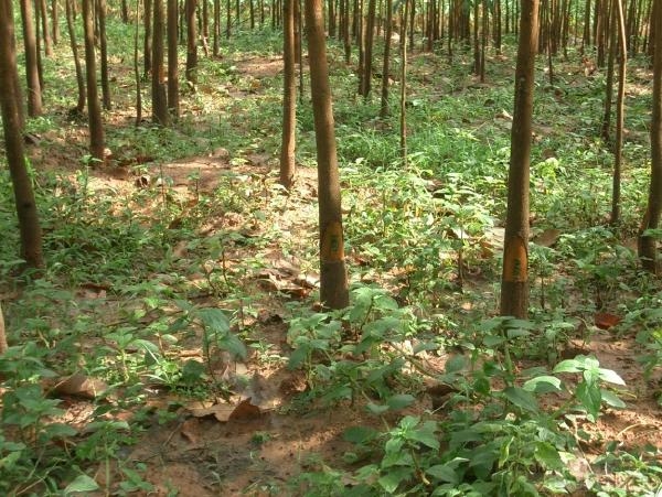 The Laos Field Station