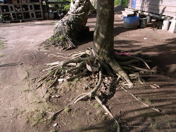 泥炭地の開墾は、まず水路を整備して湿地内の排水を促すことから始まる。しかし、排水により地盤沈下が引き起こされている。