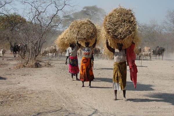フィールド写真：屋根ふき用の草を運ぶワンダの女性