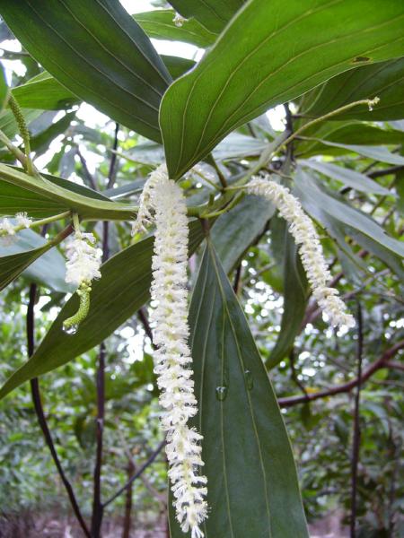 アカシアマンギウムの花．