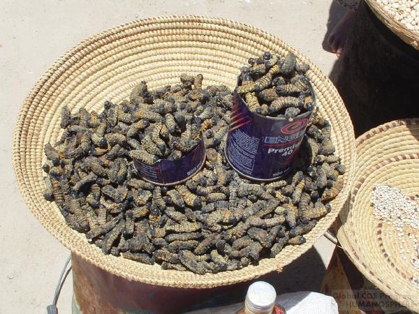 フィールド写真：ナミビアの食用昆虫13マーケットで売られるエグング
