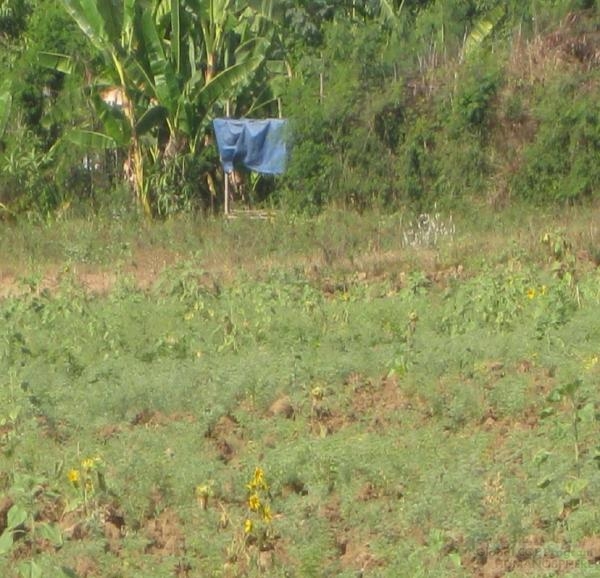 Field Station of Myanmar