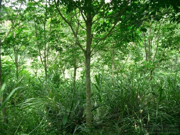 The Laos Field Station