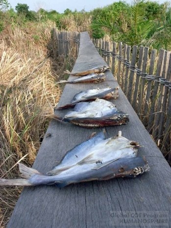 民家の庭先では魚が干してあった。