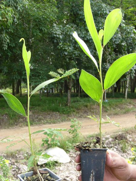 アカシアの苗．大きな葉柄の先端から出ている細かい葉が本物の葉．マメ科．