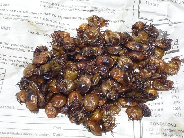フィールド写真：ナミビアの食用昆虫8調理済みのノコギリカメムシ