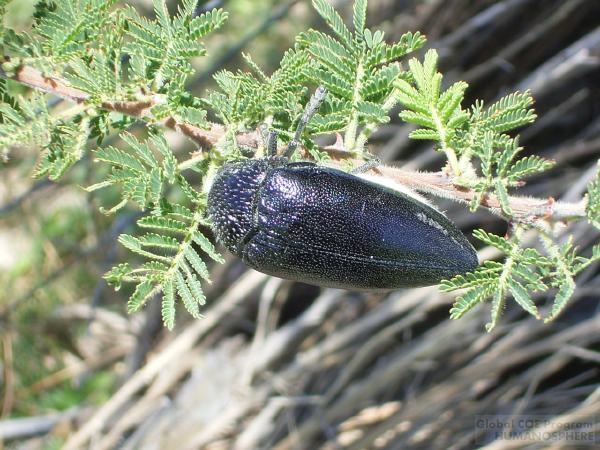 フィールド写真：ナミビアの食用昆虫12エンゴ