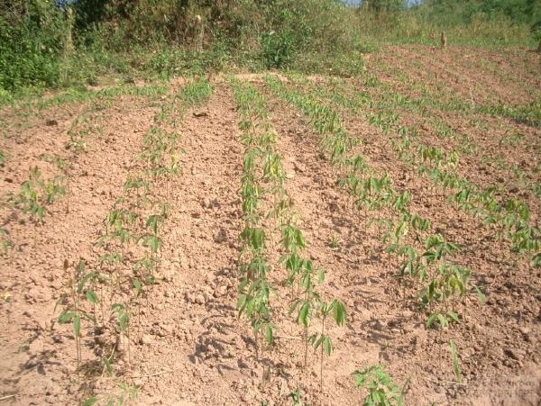 The Laos Field Station