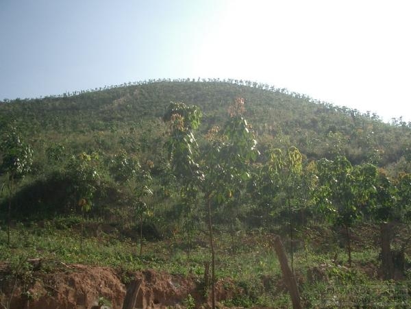 The Laos Field Station