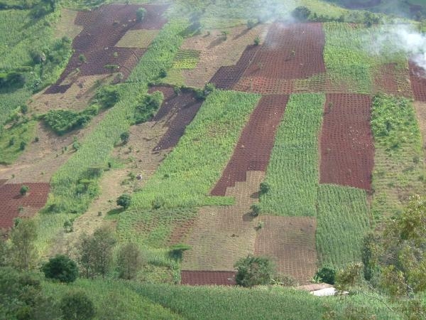 フィールド写真：ンゴロ農業