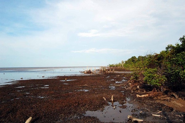 海岸浸食により消失したというマングローブ林跡。泥炭地の排水による地盤沈下と関連があるのだろうか。