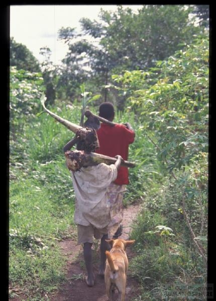 フィールド写真：バナナの苗を運ぶ家族