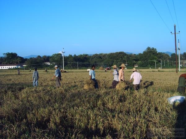 Field Station of Myanmar