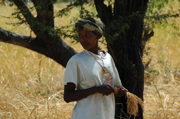 フィールド写真：稲の穂摘みをするスクマの女性