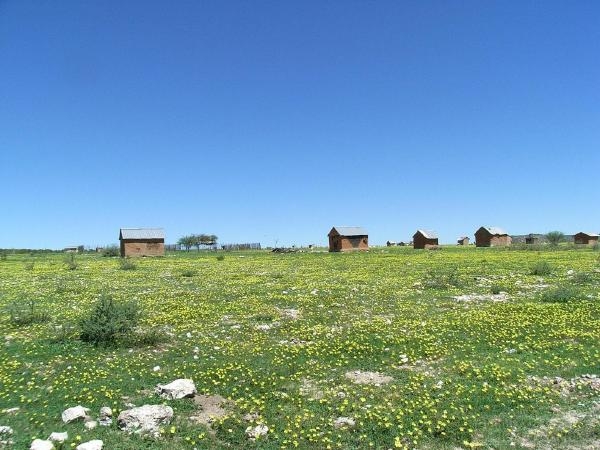 フィールド写真：乾燥地のお花畑