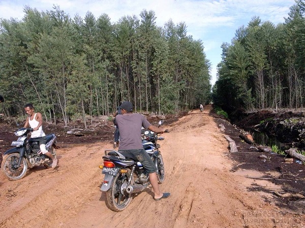 内陸部で孤立状態にあったアイル・ラジャ集落と幹線道路を結ぶために新設された道路。後方は企業が管理する植林地。