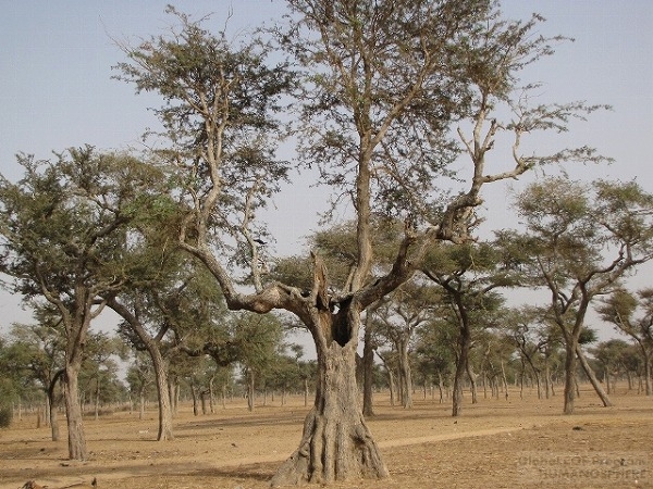 人口稠密地域における自然利用の技術と制度―セネガルのセレール 社会の事例