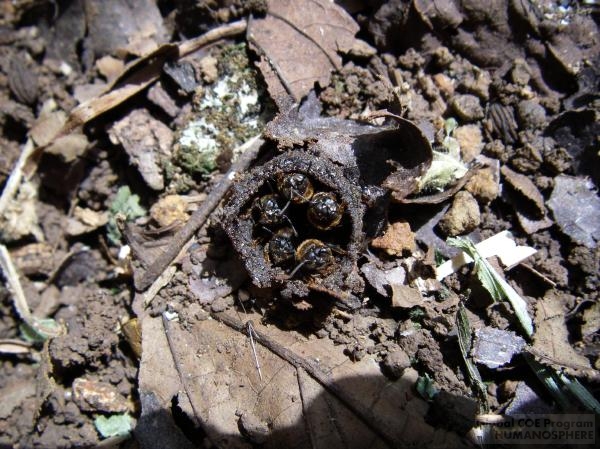 フィールド写真：土のなかの美味1巣穴から顔をのぞかせる蜂たち