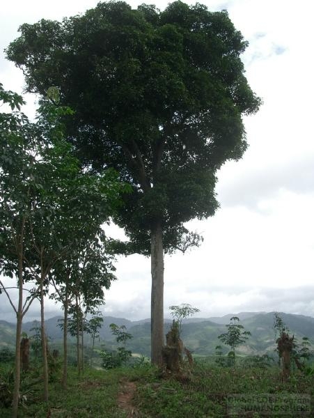 The Laos Field Station