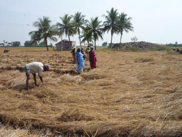 INDIA - Field station