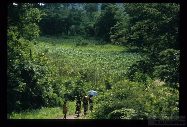 フィールド写真：トウモロコシ畑と女性たち