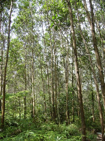 4年生のアカシア林．樹高20メートル弱．