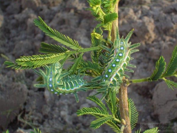 フィールド写真：ナミビアの食用昆虫4オカナンゴレ