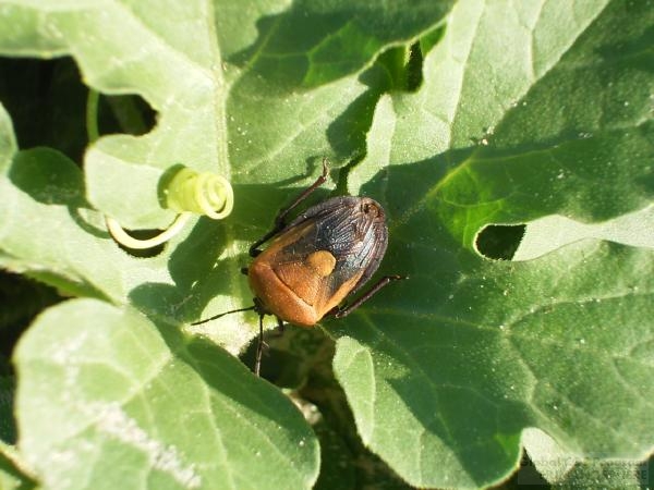 フィールド写真：ナミビアの食用昆虫7エンキリ