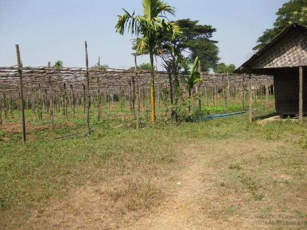 Field Station of Myanmar