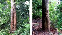 Appearance of longitudinal canker on exposed wood of two meranti species: (a) Shorea smithiana; (b) Shorea gibbosa
 Report(Date taken:  / Place:  / Taken by )