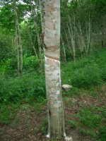 Failure of Rubber Tapping, Luang Namtha District, Luang Namtha Province (Jun. 2008, Mr. Shinichi Kawae)