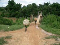 Carrying Rubber Latex to a Village by Walking, Luang Namtha District, Luang Namtha Province (Jun. 2008, Mr. Shinichi Kawae)