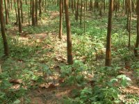 Budding of the Para Rubber Trees, Luang Namtha District, Luang Namtha Province (Aug. 2008, Mr. Shinichi Kawae)