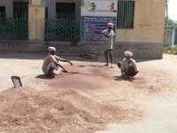 Winnowing operation in the common threshing
Yard (Date taken: / Place: / Taken by Mr.D.Periyar, TNAU)