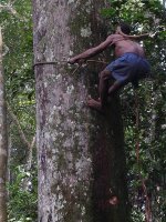 カメルーンに暮らす狩猟採集民バカ・ピグミーは、ハチミツが大好きです。濃厚なクリームのようにあまーい蜜を求めて、男たちは命がけで大木に登ります。
撮影：服部志帆, 2004年