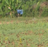 Farm from the Project Study Area,Yemethin District, Myanmar
(Date taken: Dec 2008 / Place: / Taken by May Thuzar Moe)