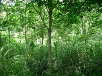 Intercropping of Pineapples among Para Rubber Trees, Luang Namtha District, Luang Namtha Province (Jun. 2008, Mr. Shinichi Kawae)