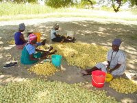 ナミビア北部の農村には、可食性の果実をつけるマルーラ(Sclerocarya birrea)の木が多数生えています。雨季になると、女性達は木の下に集まって果実から果汁を搾り、その果汁で酒をつくります。撮影：藤岡悠一郎, 2005年2月