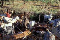 2001年の年末、その後ナイロビFSを利用することになる院生どうし(当時。ケニア、ウガンダの調査者)4人でケニア西部のエクスカージョンをおこない、牧畜Pokotの地をおとずれた。集落にはウシはおらず、家畜囲いにはヤギのみ。こどもたちが搾乳する。Pokotは言語的には私の調査するウガンダ東部のSabinyと類縁(Kalenjin語系)だという説があって、私は同行の3人に期待をかけられていた。(その2につづく)
撮影：白石壮一郎, 2001年