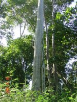 Indigenous Community Forest
Report

(Date taken:2009 / Place:O' Chum District, Rattanakiri / Taken by Thol Dina)