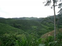 Para Rubber Trees on a Mountain Slope, Luang Namtha District, Luang Namtha Province (Aug. 2008, Mr. Shinichi Kawae)
