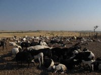 写真4　ナミビア北西部のパルムワグ付近の集落で飼養されている小家畜
Report
Date Taken: 
Place: 
Taken by: 
