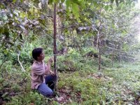 A meranti plantation was established in logged-over forest in East Kalimantan. Note stem canker disease of 3-year-old meranti found in forest concession of Balikpapan Forest Industries.
 Report(Date taken:  / Place:  / Taken by )
