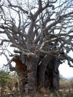 きっと世界一大きいはず、と思っているバオバブの木。実もたくさんつけてくれる。
撮影：八塚春名