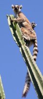 ワオキツネザル （Lemur catta）
Report(Date taken:  / Place:  / Taken by )