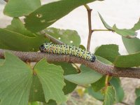 ナミビア北部の農村でおかずとして食べられている昆虫を紹介します。これはヤママユガの一種(Imbrasia belina)の幼虫で、現地語（オヴァンボ語）でエグングとよばれています。モパネの木に発生するイモムシなので、通称モパネワームとよばれます。南部アフリカではナミビアのほか、ボツワナや南アフリカでも食べられている有名なイモムシです。撮影：藤岡悠一郎, 2005年3月