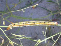 これはスズメガの一種(Celerio liaeata)の幼虫で、現地語（オヴァンボ語）でエナンパロとよばれるものです。季節河川に生育する特定の草本を餌にしているようです。ある村の住民に話を聞いていると、このイモムシに対しては好き嫌いが顕著にわかれる傾向にありました。嫌いな理由を聞いてみると、味を理由に挙げる人は少なく、色や歩き方を挙げていました。撮影：藤岡悠一郎, 2006年3月