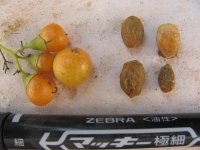 Cordia sinensisの熟果実（左）と糞から摘出した種子（右）
Report(Date taken:  / Place:  / Taken by )